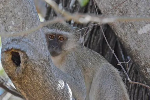 Shy monkey Stock Photos