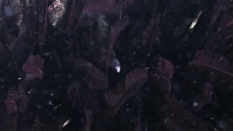 A shy ocean eel hides and finds shelter in a patch of vibrant purple Video stock 278223641