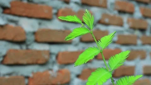 Shy plant on brick wall background Stock Footage 197643185