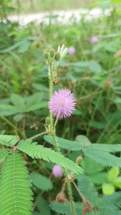 Shy princess leaf flower Stock Footage 232826372