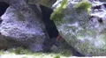 Shy Pseudanthias flavoguttatus hiding in coral reef aquarium HD Footage