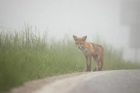 Shy red fox standing on the side of a road afraid of crossing a street Stock Photos