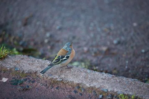 Shy robbin  Stock Photos