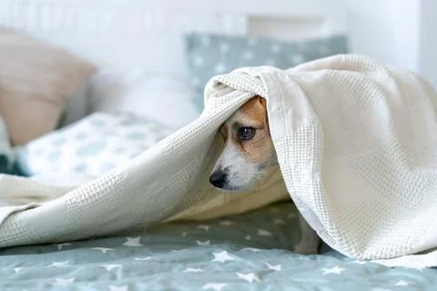 Shy Scared Dog Hiding under a Blanket, Pet Fear and Anxiety Stock Photos
