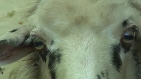 Shy sheep Stock Footage 140915300