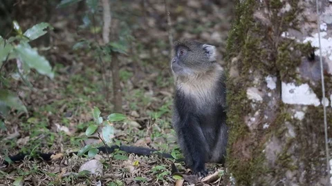 Shy Skyes Monkey hiding behind tree Stock Footage 129938841