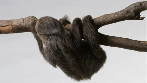 Shy sloth eating on tree branch looking away from camera - isolated on Stock Footage 239058876