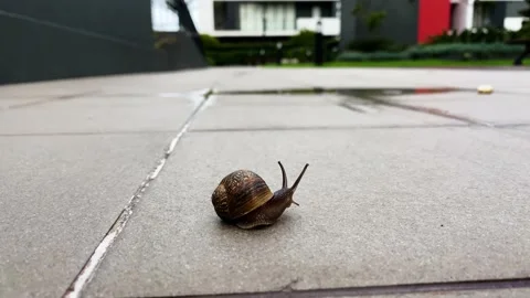Shy Snail scaring into shell Stock Footage 169915786