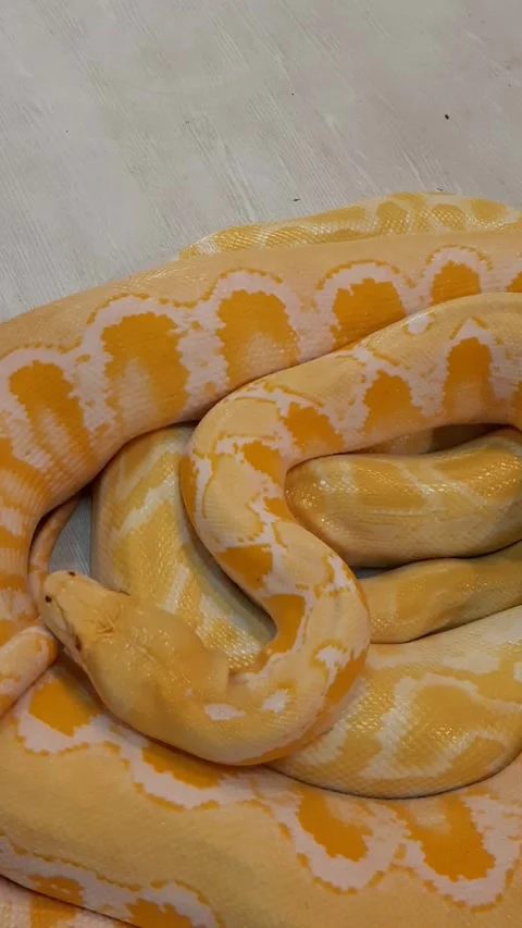 Shy Snake, Vertical Footage Stock Footage 246798557
