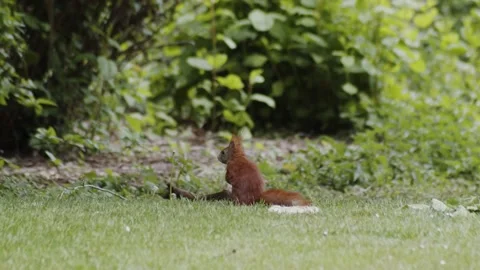 Shy squirrel aware of being watched sits still and not moving. Stock Footage 131028897