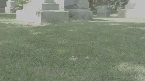 Shy squirrel feeding [V-log] 1 Stock Footage 82690409