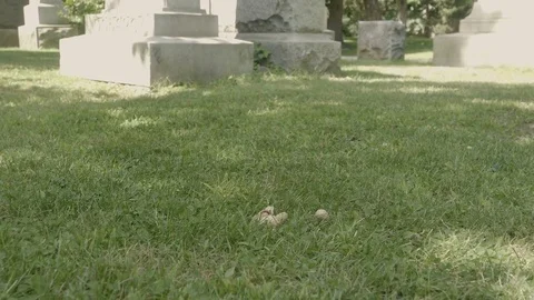 Shy squirrel feeding [V-log edited] 1 Video stock 82695529