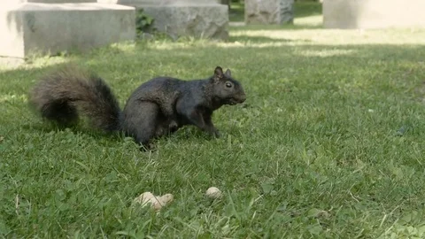 Shy squirrel feeding [V-log edited] Video stock 82698784