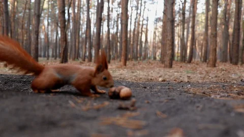 Shy squirrel picks up a nut Vídeos de archivo 121794987