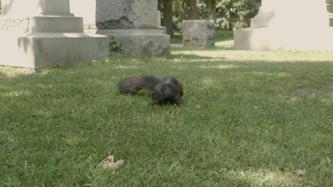 Shy squirrel [V-log edited] Stock Footage 82690076