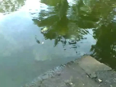 Shy turtles just show their heads in the lake of the park Stock Footage 163680903