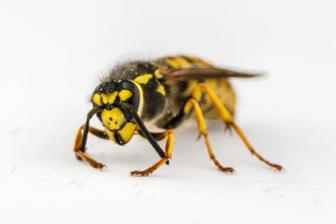 Shy wasp Fotos Stock