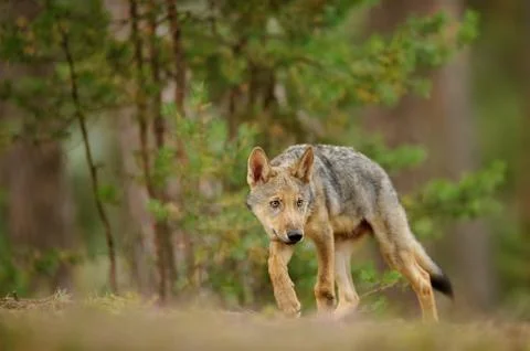 Shy wolf cub in forest Stock Photos
