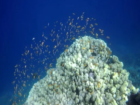 Shy yellow fish Video stock 73665941