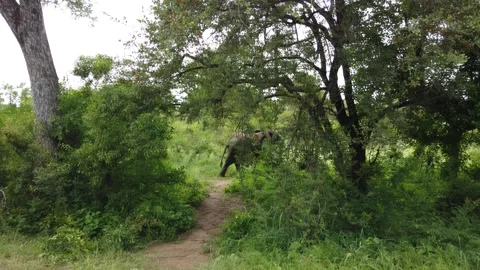 Shy Young Elephant Stock Footage 150409777