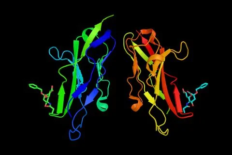 Sialoadhesin, a protein on the surface of certain cells of the immune syste.. Stock Illustration