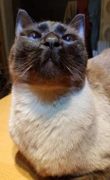 Siam cat Stock Photos
