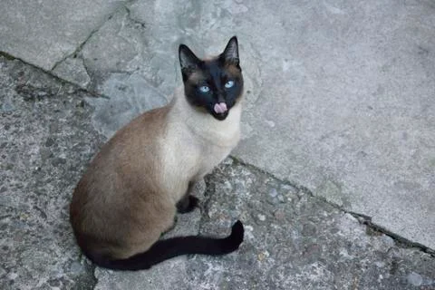 Siam KAter Stock Photos