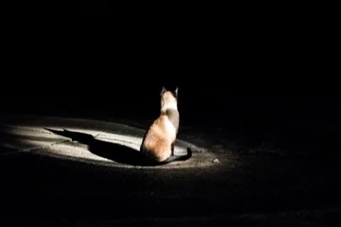 Siam Katze Stock Photos