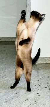 Siam Katze Stock Photos