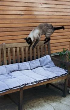 Siam Katze Stock Photos