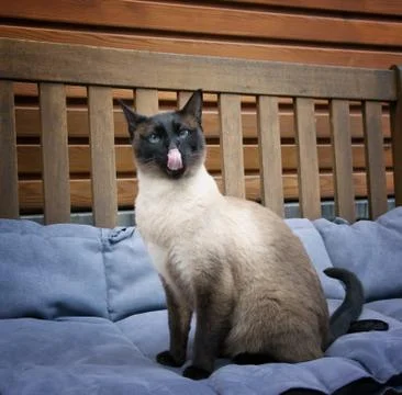 Siam Katze Stock Photos