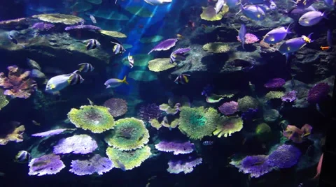 Siam Ocean World. 動画素材 37000109