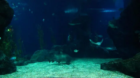 Siam Ocean World 動画素材 37000349
