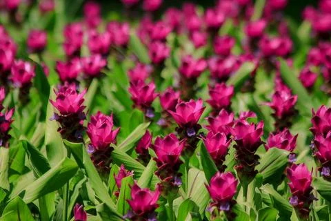 Siam Tulip blossoming pink during the rainy season Stock Photos