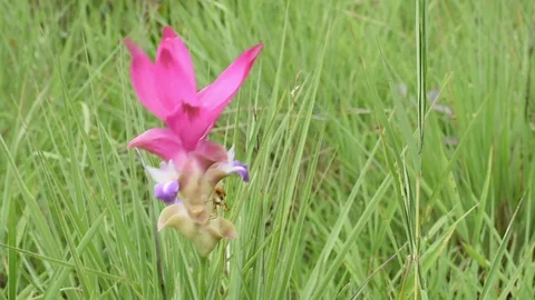 Siam Tulip Stock Footage 123456926
