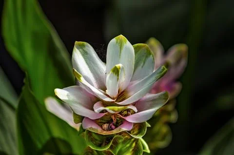 Siam tulip in full bloom Foto stock