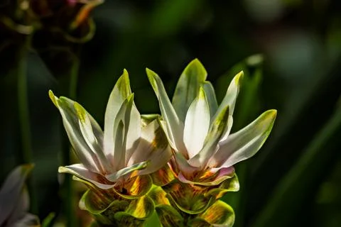 Siam tulip in full bloom Stock Photos