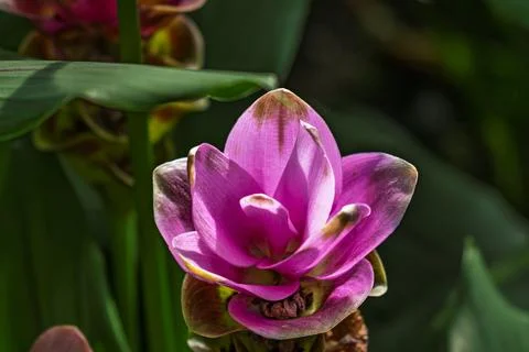Siam tulip in full bloom Fotos de archivo