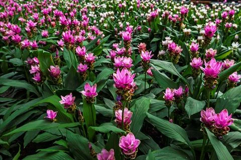 Siam tulip in full bloom 스톡 사진