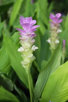Siam tulip Stock Photos