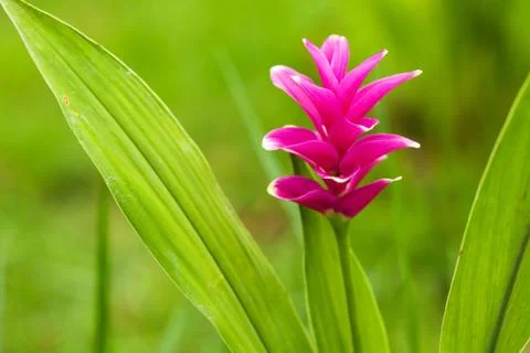 Siam tulip Stock Photos