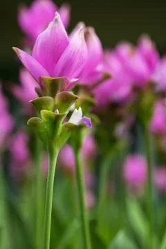 Siam tulip Stock Photos