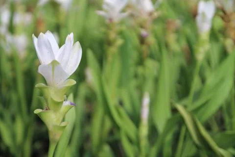 Siam tulip Stock Photos