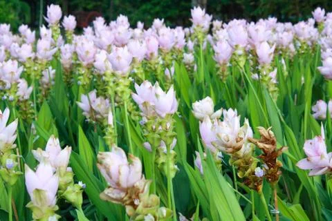 Siam tulip Stock Photos