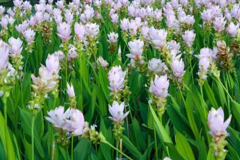 Siam tulip Foto stock
