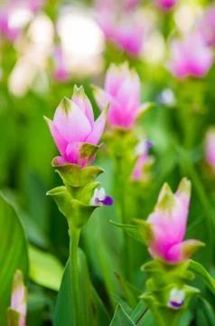 Siam tulip Stock Photos