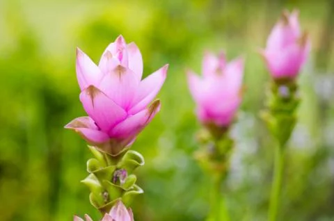 Siam tulip Stock Photos