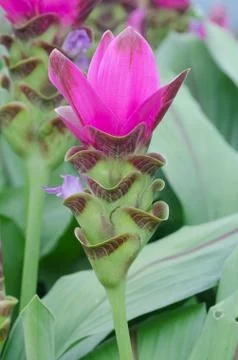 Siam tulip Stock Photos