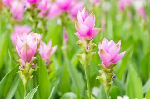 Siam tulip. Stock Photos
