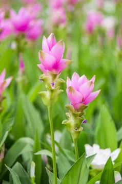 Siam tulip. Stock Photos